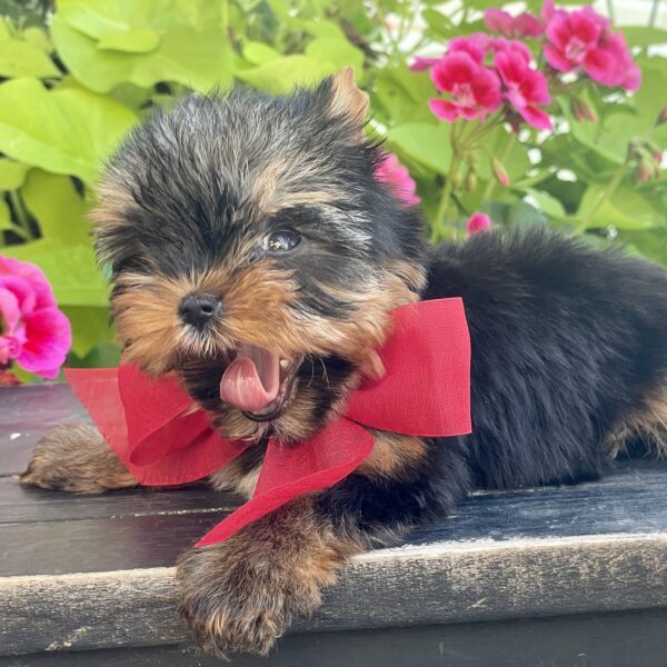 Itty Bitty Benji - Image 5