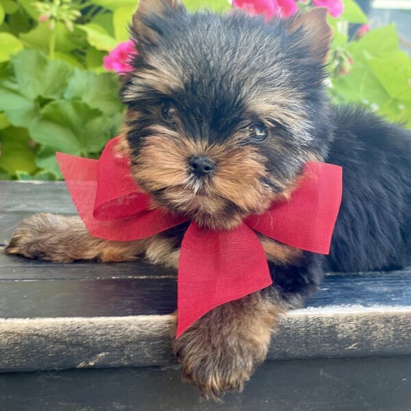 Itty Bitty Benji - Image 6
