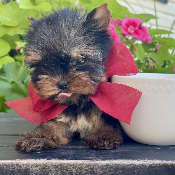 Itty Bitty Benji - Image 7