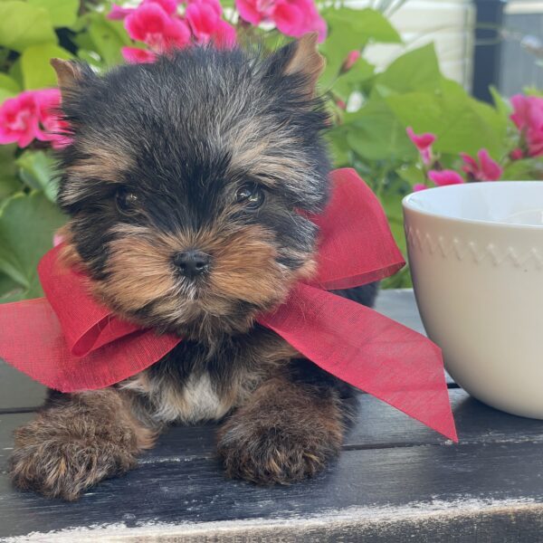 Itty Bitty Benji - Image 8