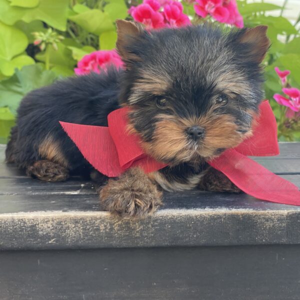 Itty Bitty Benji - Image 9