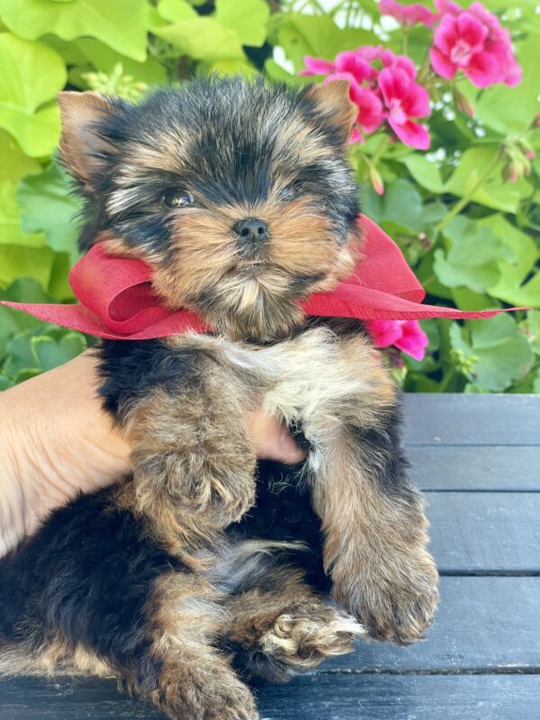 Itty Bitty Benji - Image 11