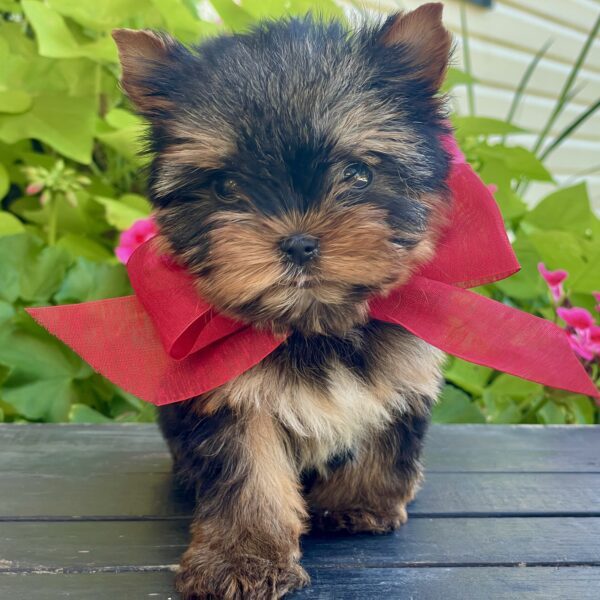 Itty Bitty Benji - Image 12