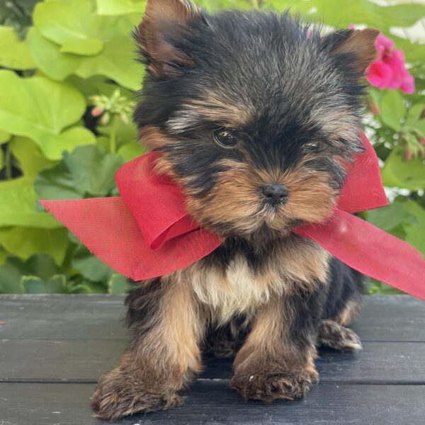 Itty Bitty Benji - Image 13