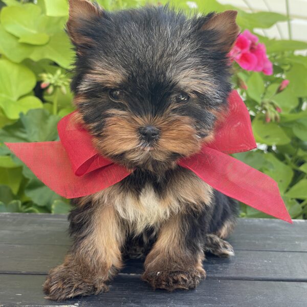 Itty Bitty Benji - Image 14