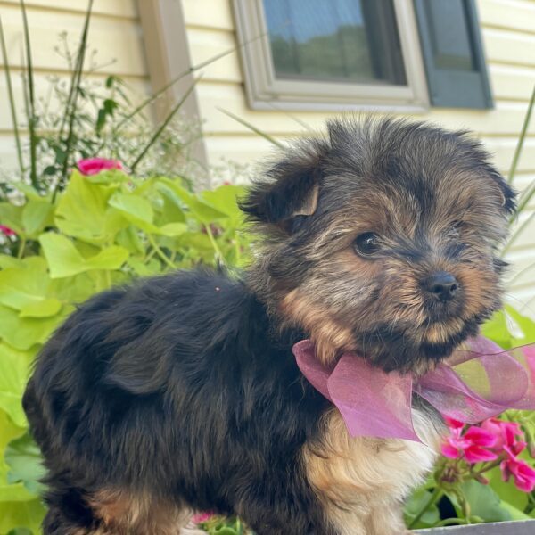 Bella - Image 14