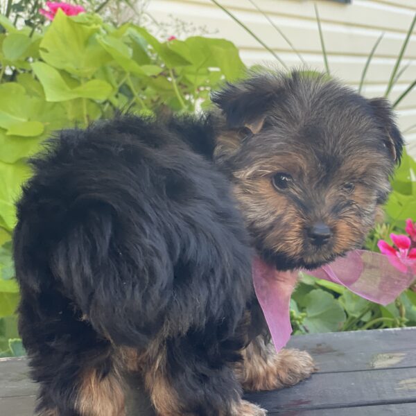 Bella - Image 11
