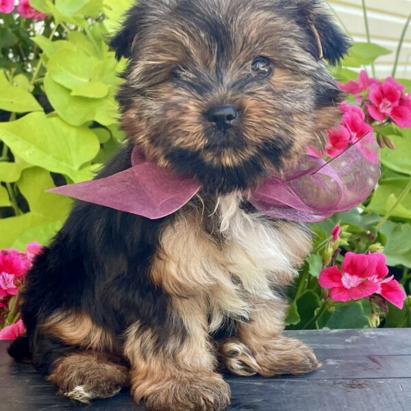 Bella - Image 10