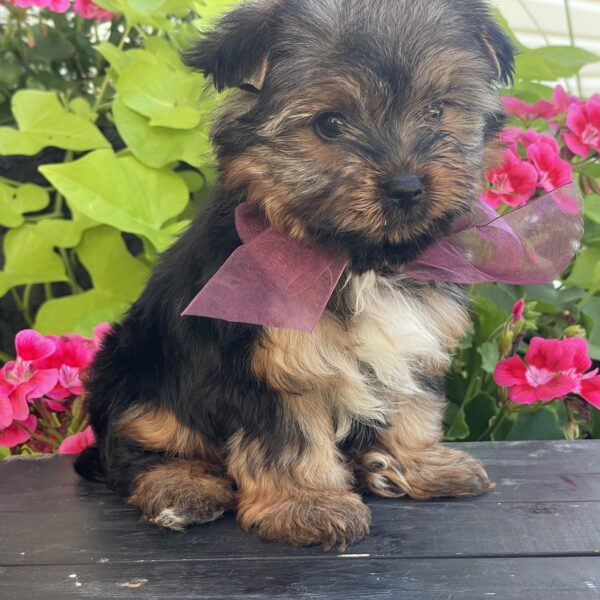 Bella - Image 9