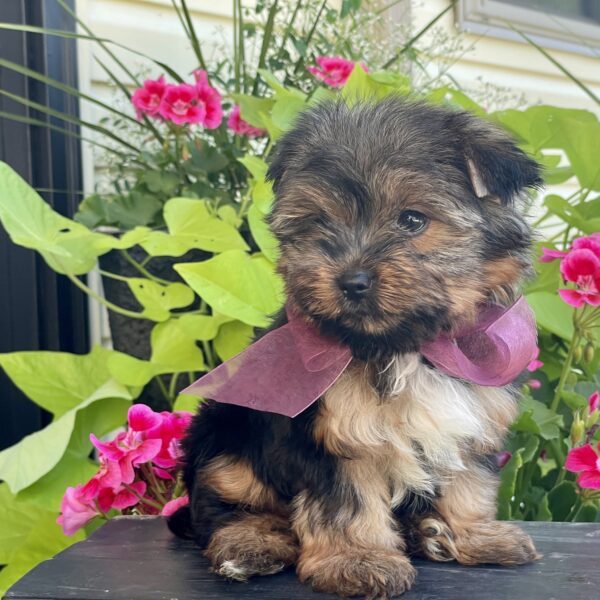 Bella - Image 7