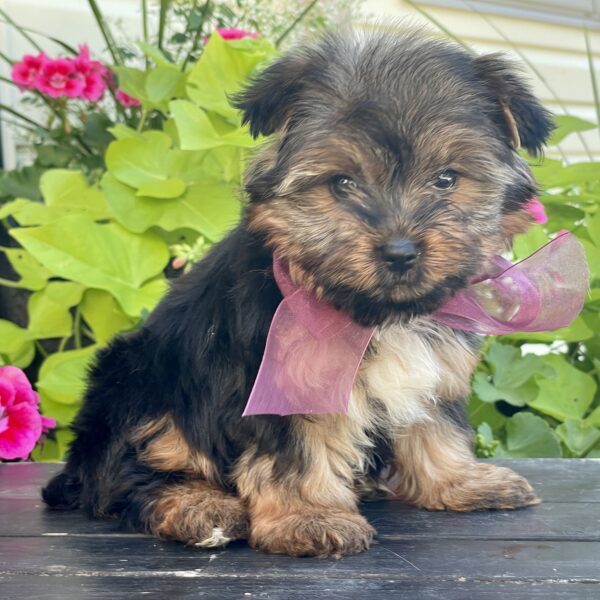Bella - Image 6