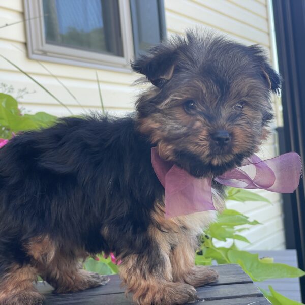 Bella - Image 5