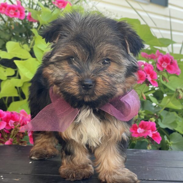 Bella - Image 4