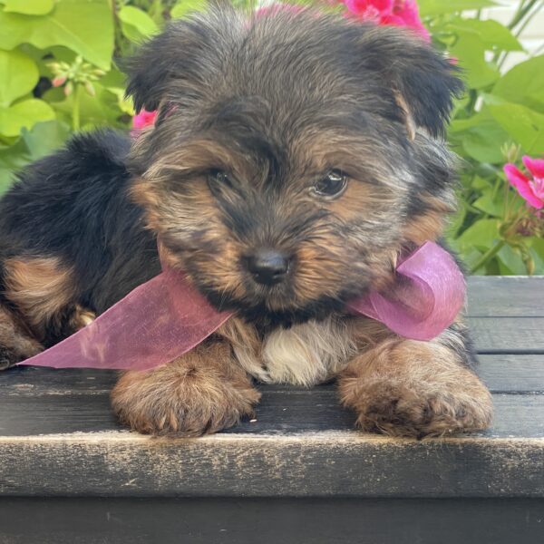 Bella - Image 3