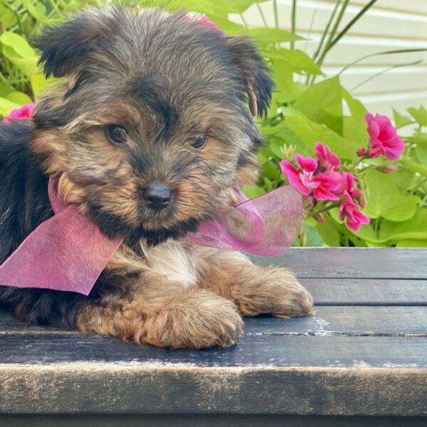Bella - Image 2