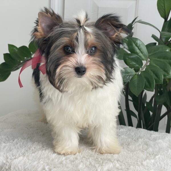 Buddy - Image 10