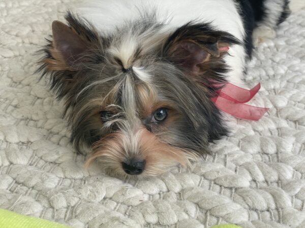 Buddy - Image 5