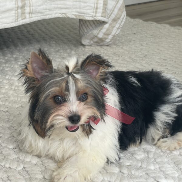 Buddy - Image 2