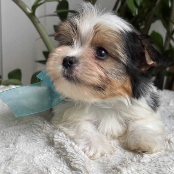 Frankie - Image 2