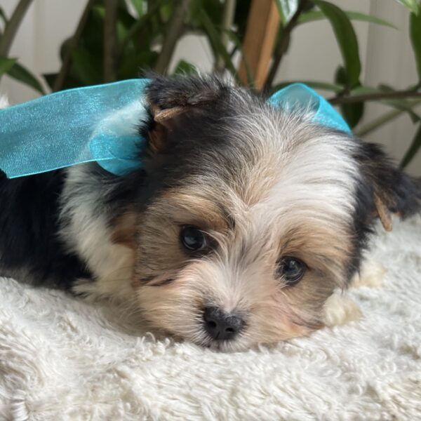 Frankie - Image 3
