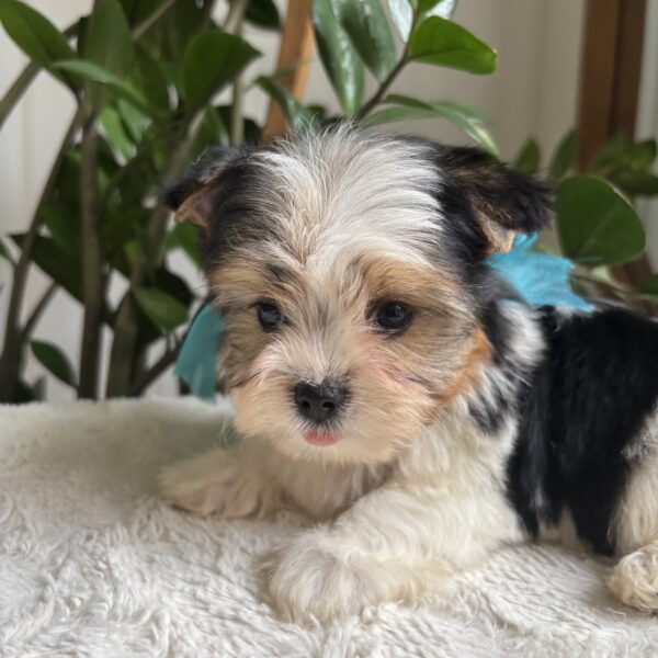 Frankie - Image 5