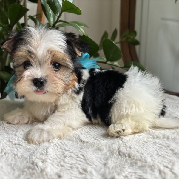 Frankie - Image 6