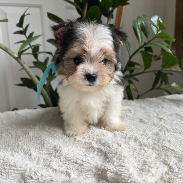 Frankie - Image 7