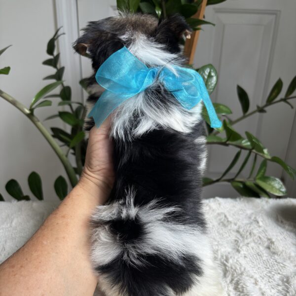Frankie - Image 8