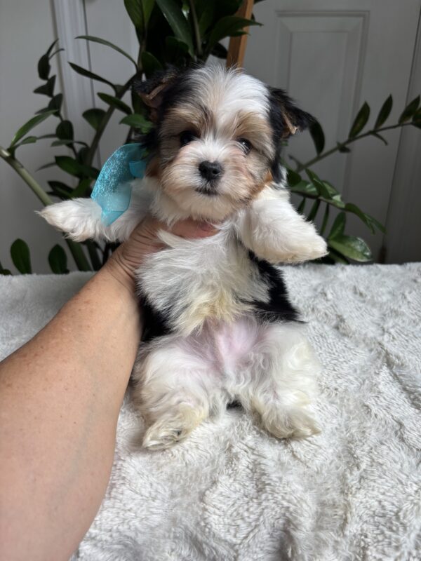 Frankie - Image 9