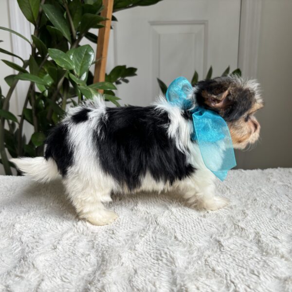 Frankie - Image 11