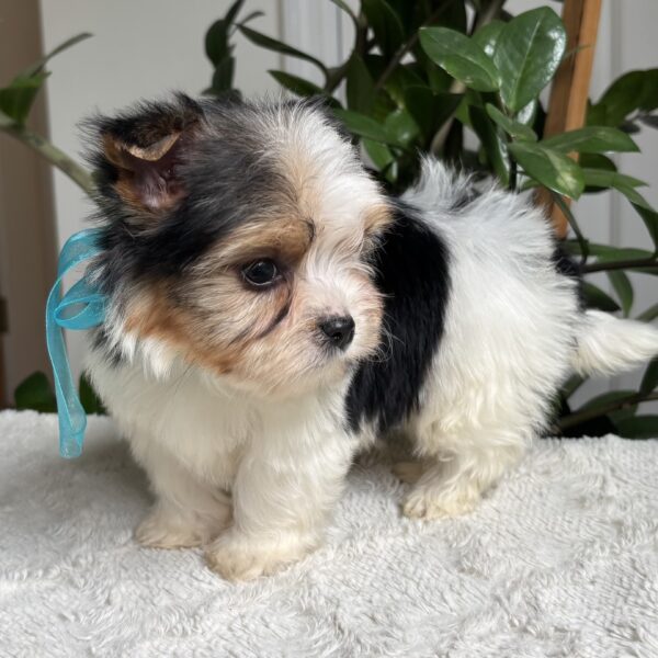 Frankie - Image 12