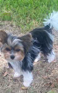 My precious little girl. - Contented Puppies Paradise IMG 2148