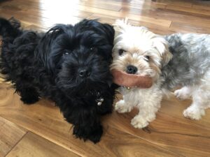 Morkie/yorkiton - Contented Puppies Paradise IMG 8431