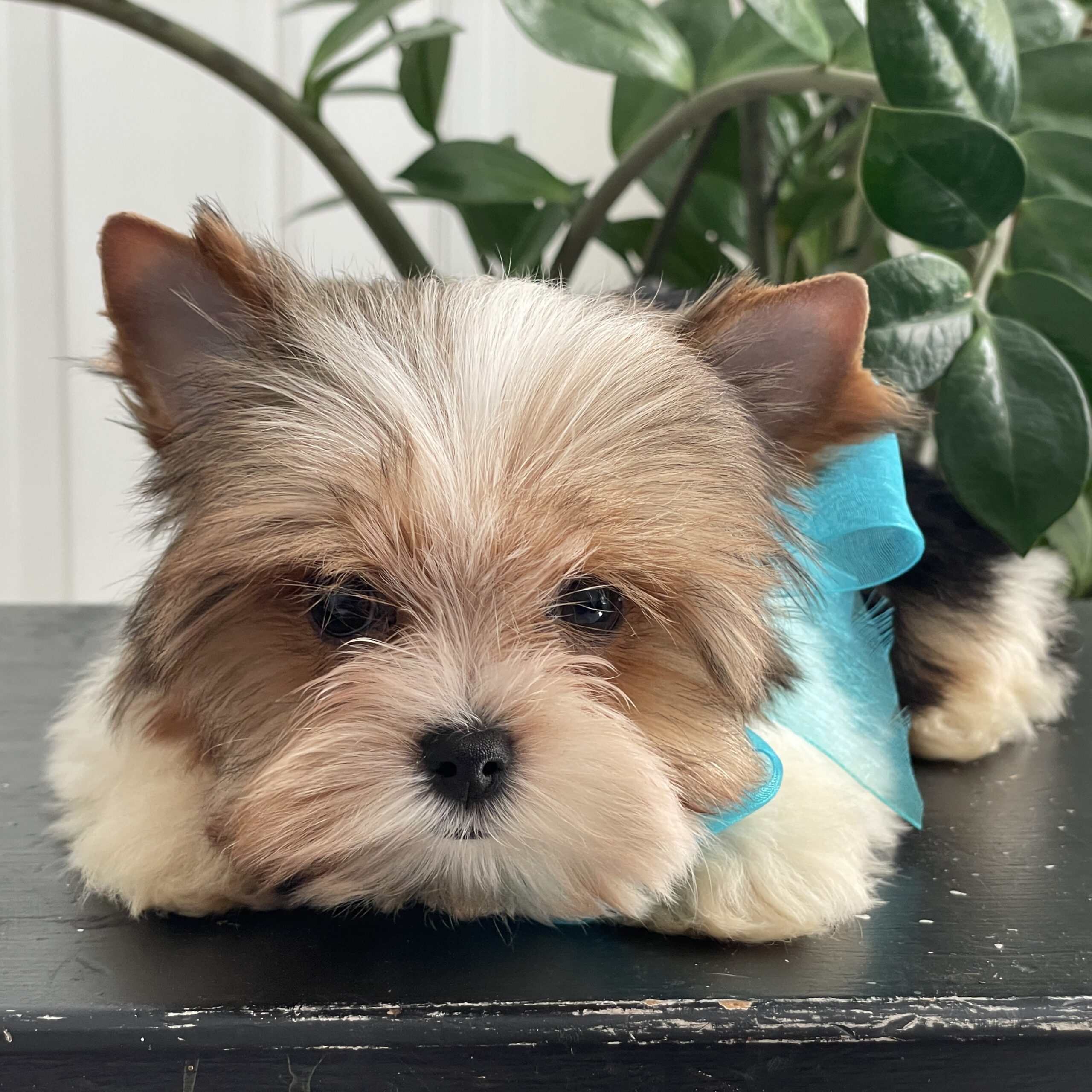 Neon - Contented Puppies Paradise Neon - Image 12