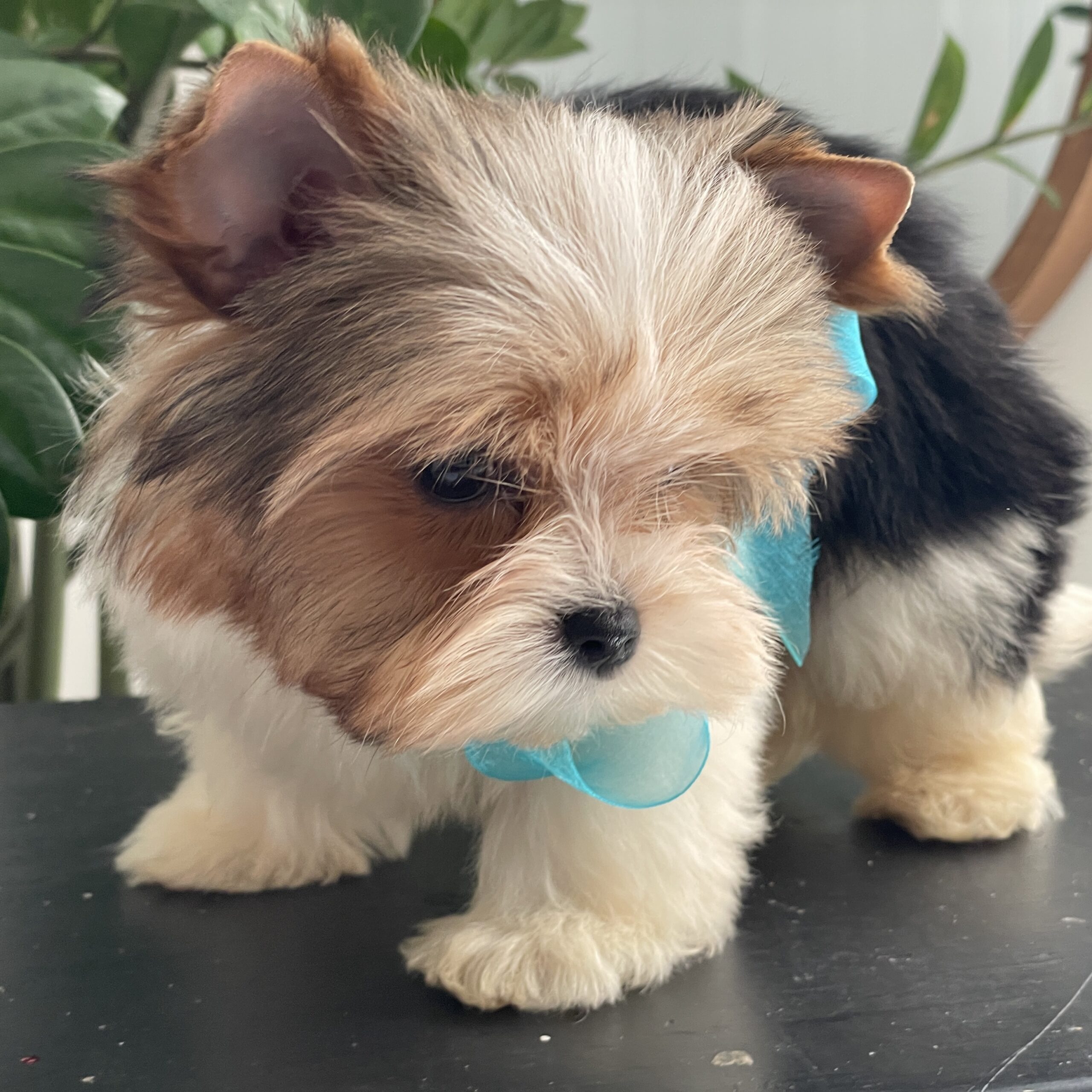 Neon - Contented Puppies Paradise Neon - Image 10
