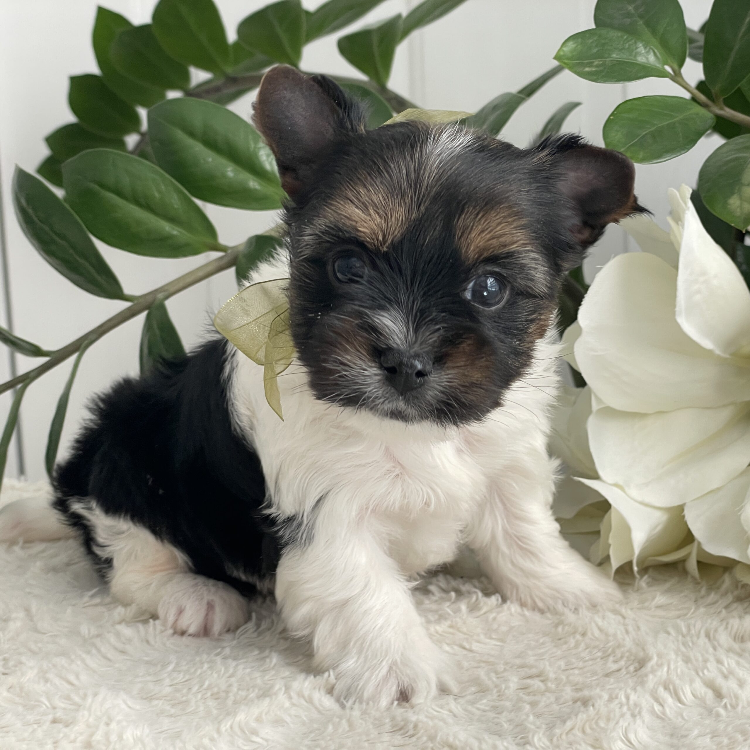 Paco - Contented Puppies Paradise Paco - Image 3