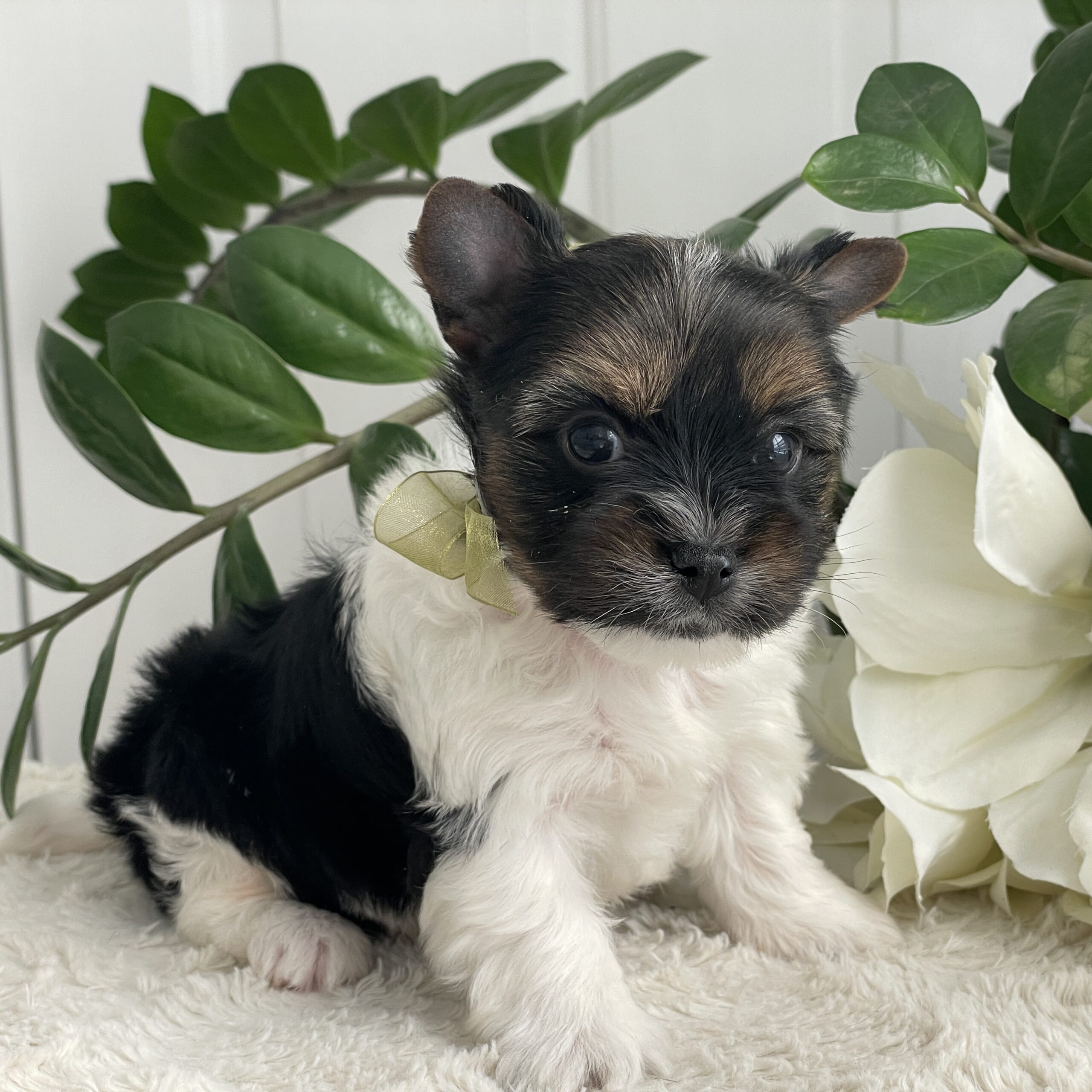 Paco - Contented Puppies Paradise Paco - Image 10