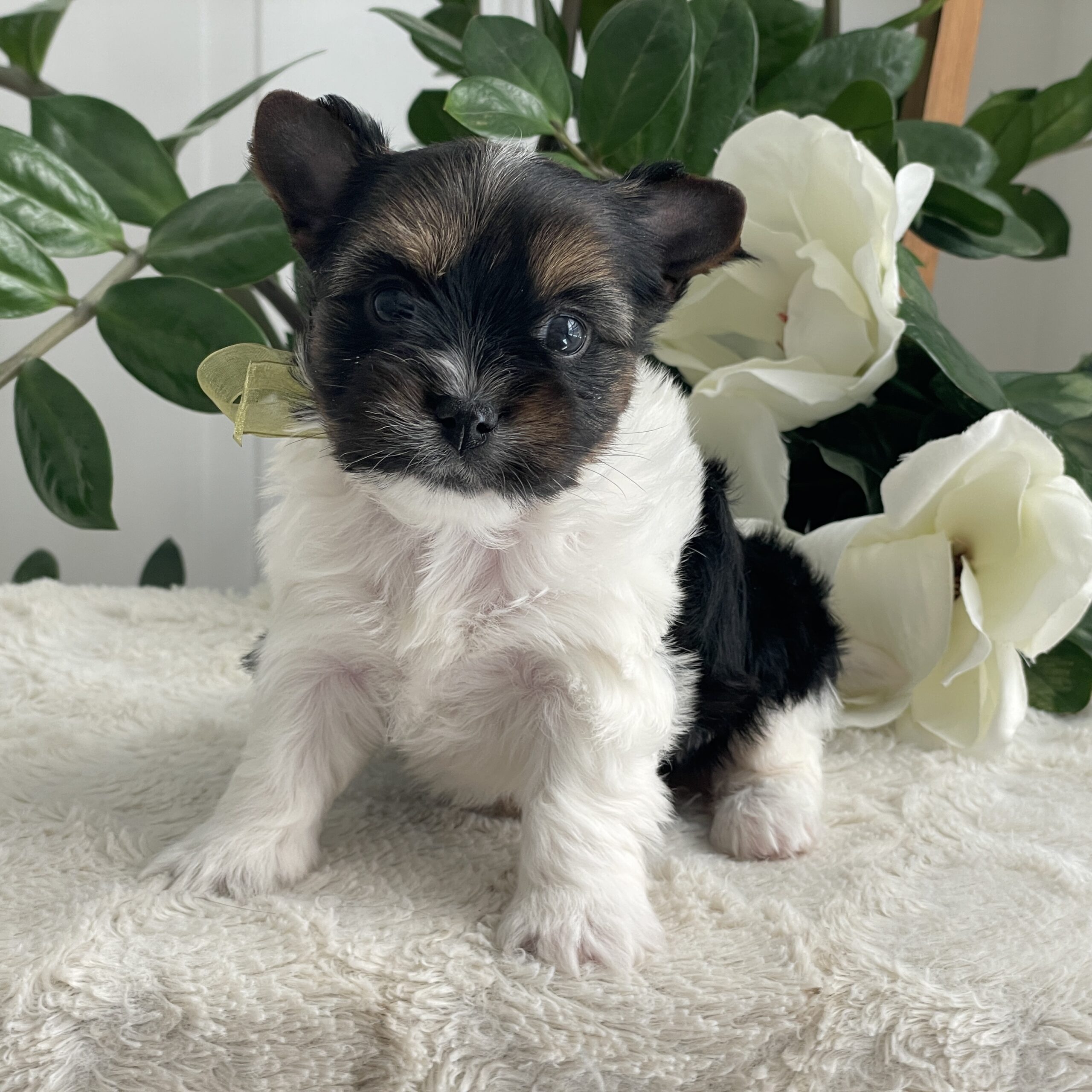 Paco - Contented Puppies Paradise Paco - Image 9