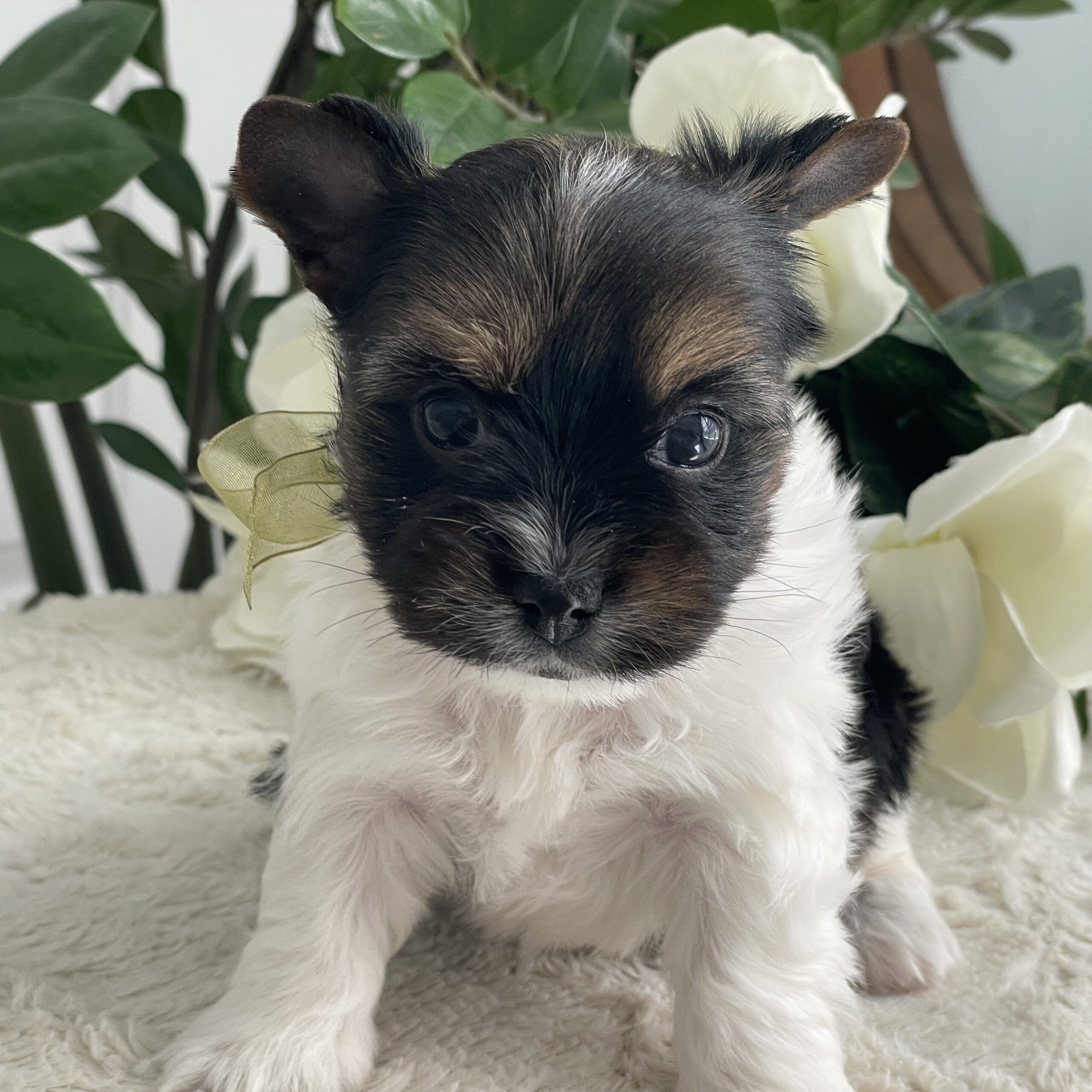 Paco - Contented Puppies Paradise Paco - Image 8