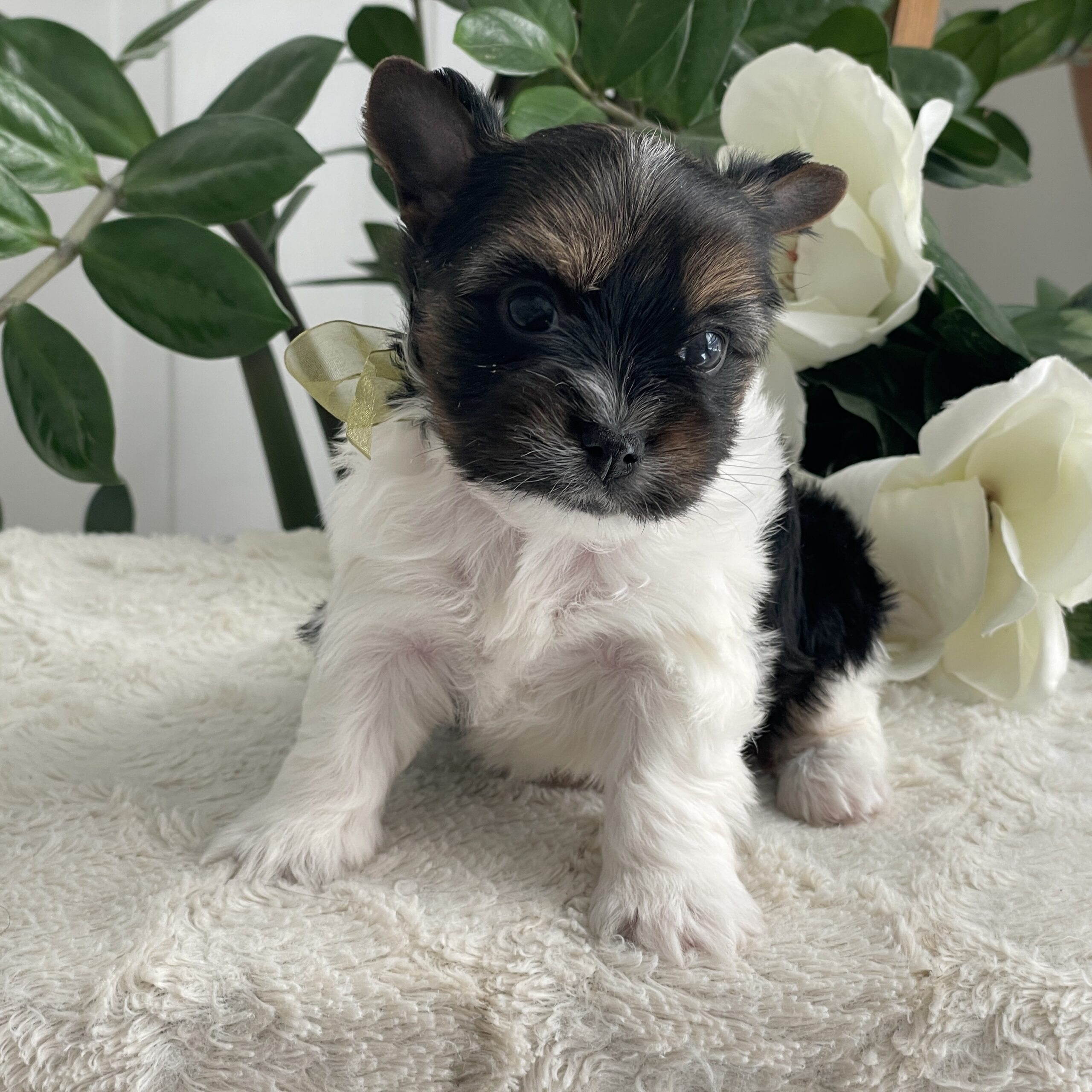 Paco - Contented Puppies Paradise Paco - Image 7