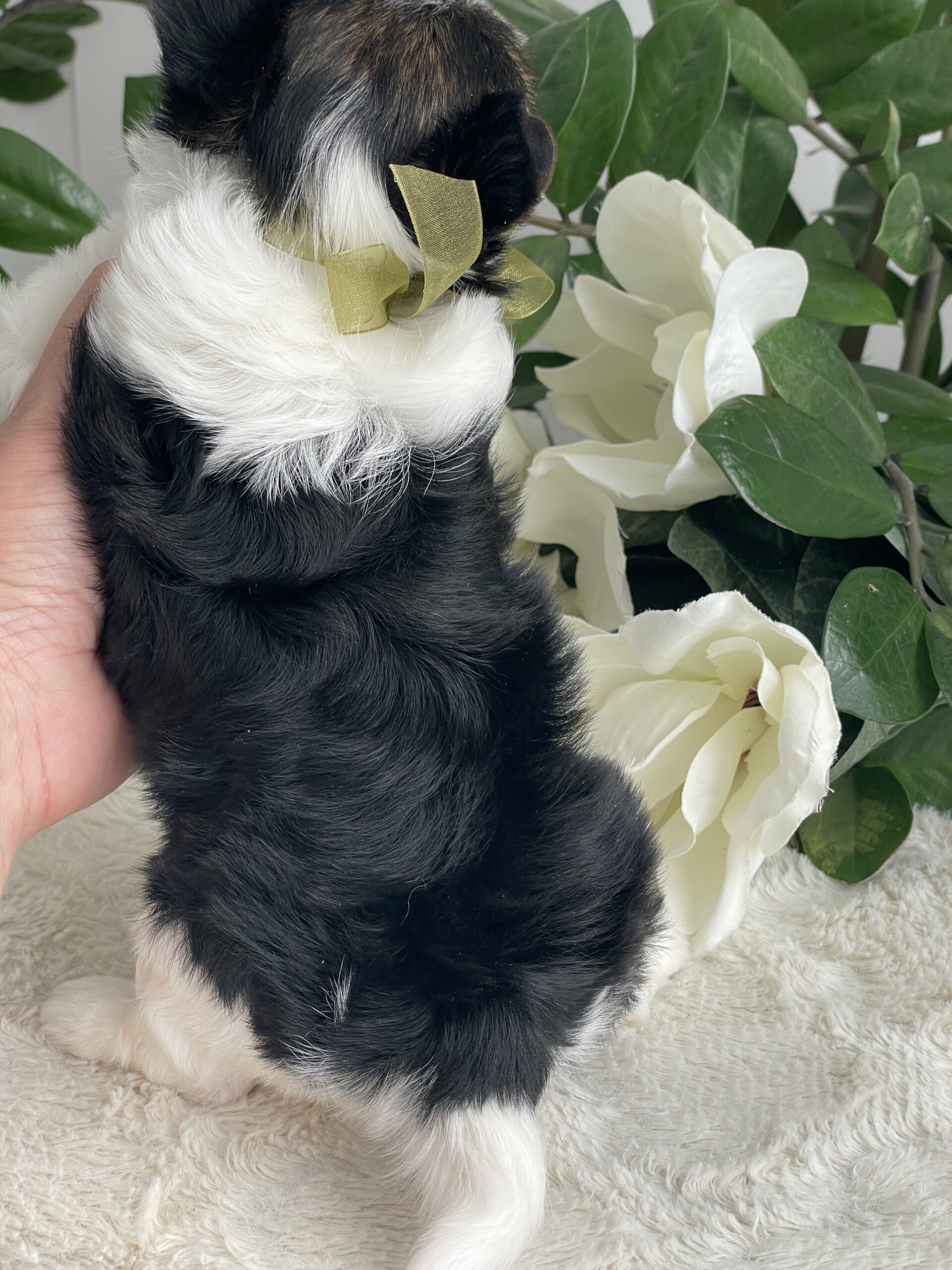 Paco - Contented Puppies Paradise Paco - Image 6