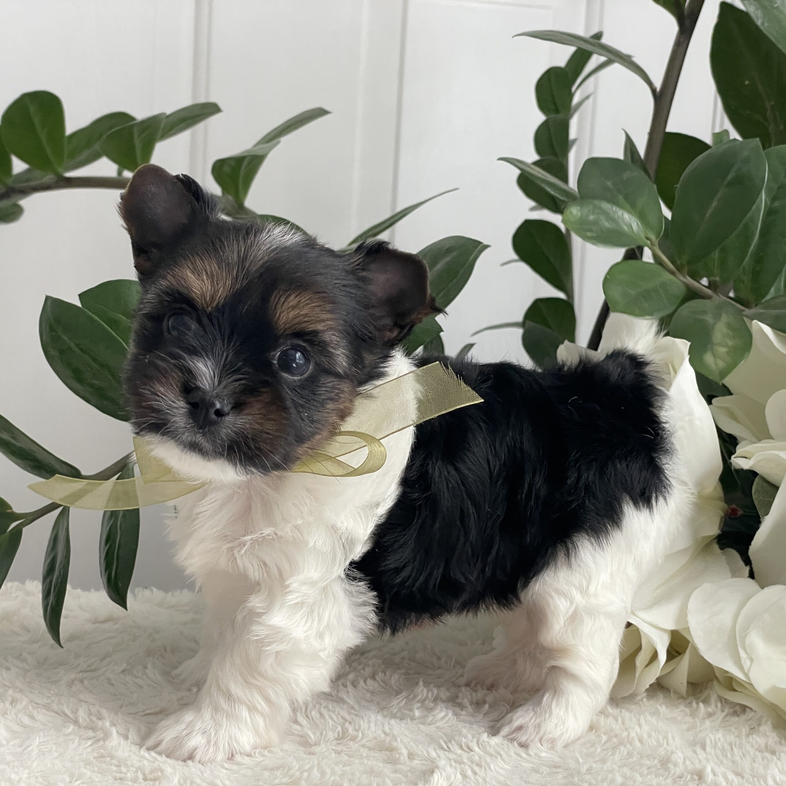 Paco - Contented Puppies Paradise Paco - Image 5