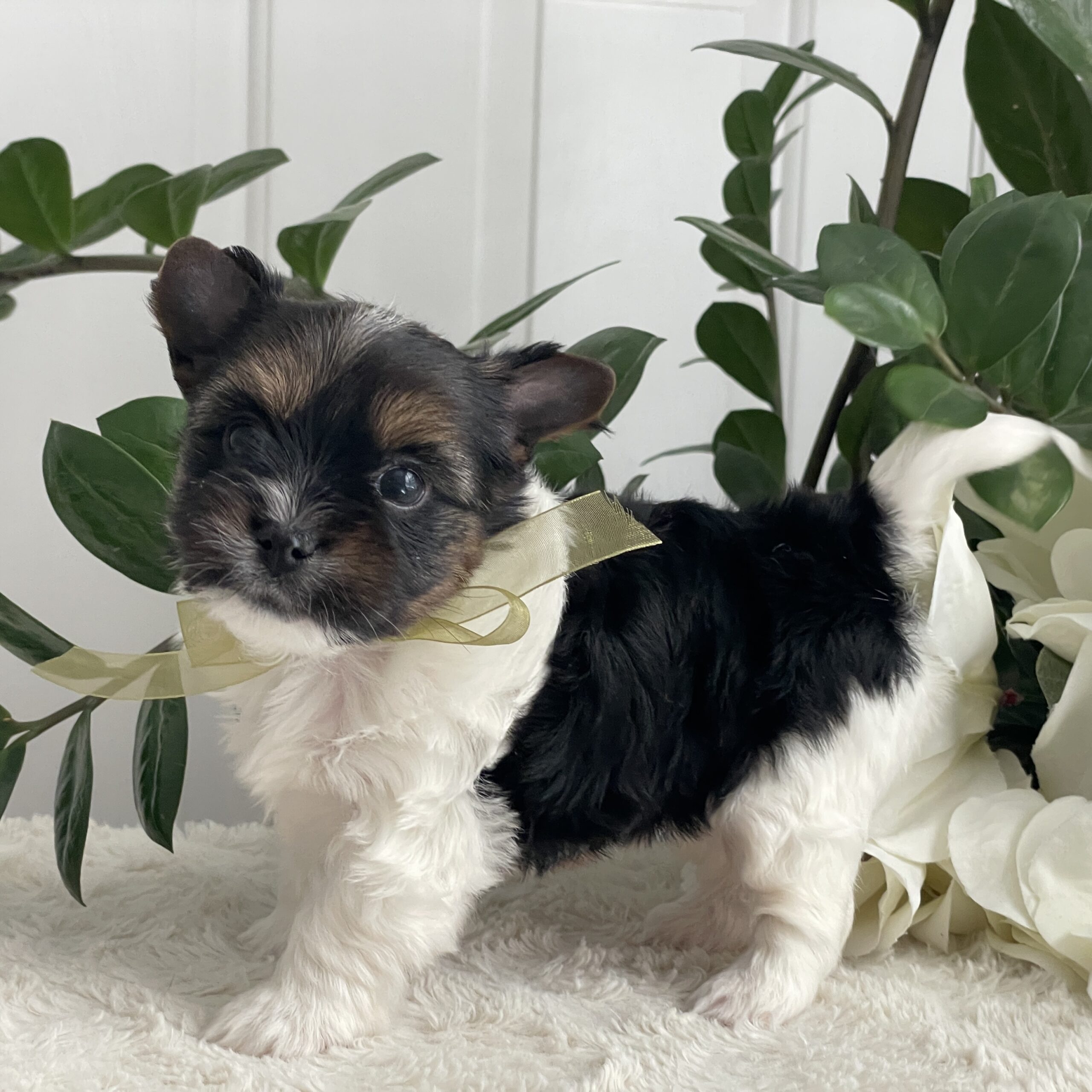 Paco - Contented Puppies Paradise Paco