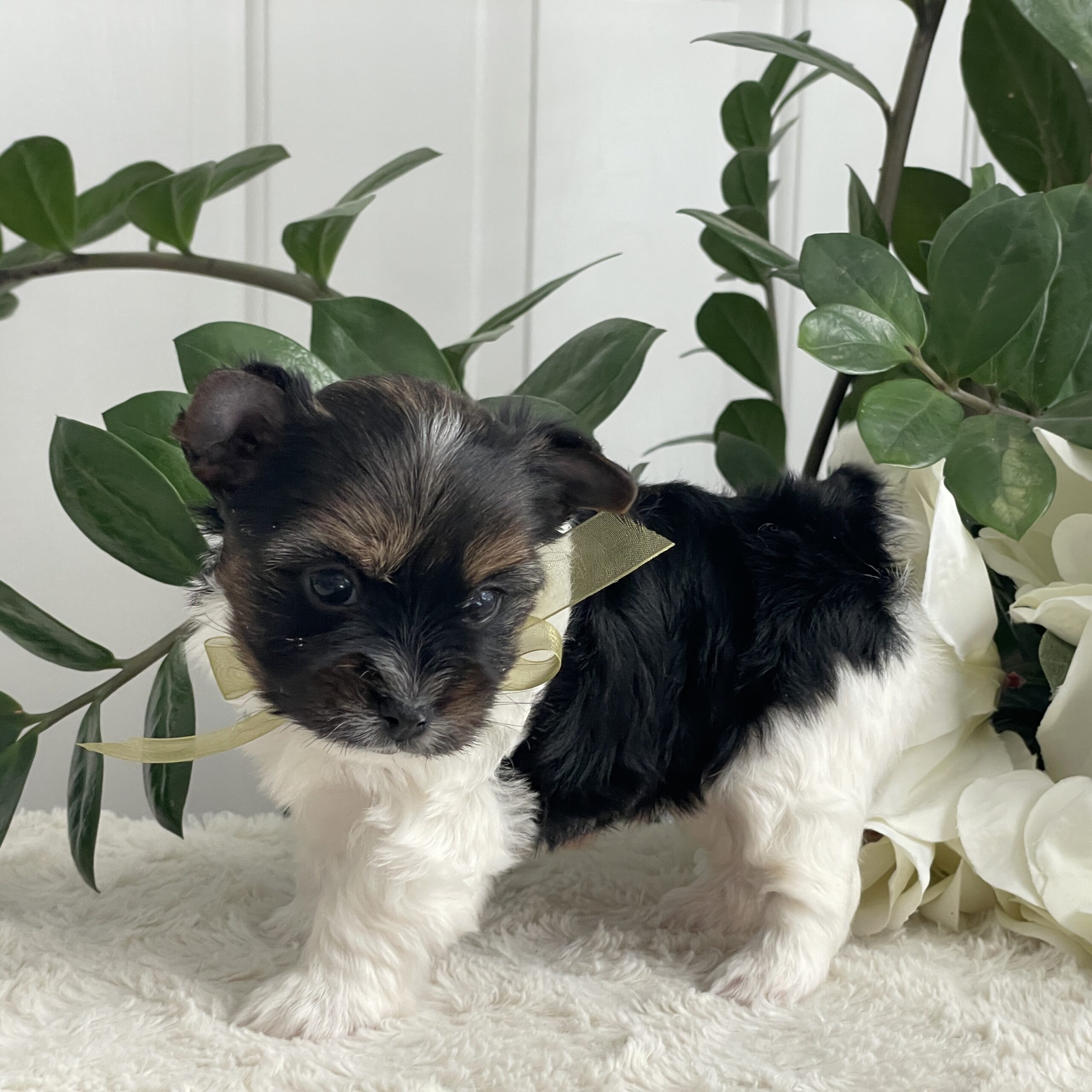 Paco - Contented Puppies Paradise Paco - Image 2