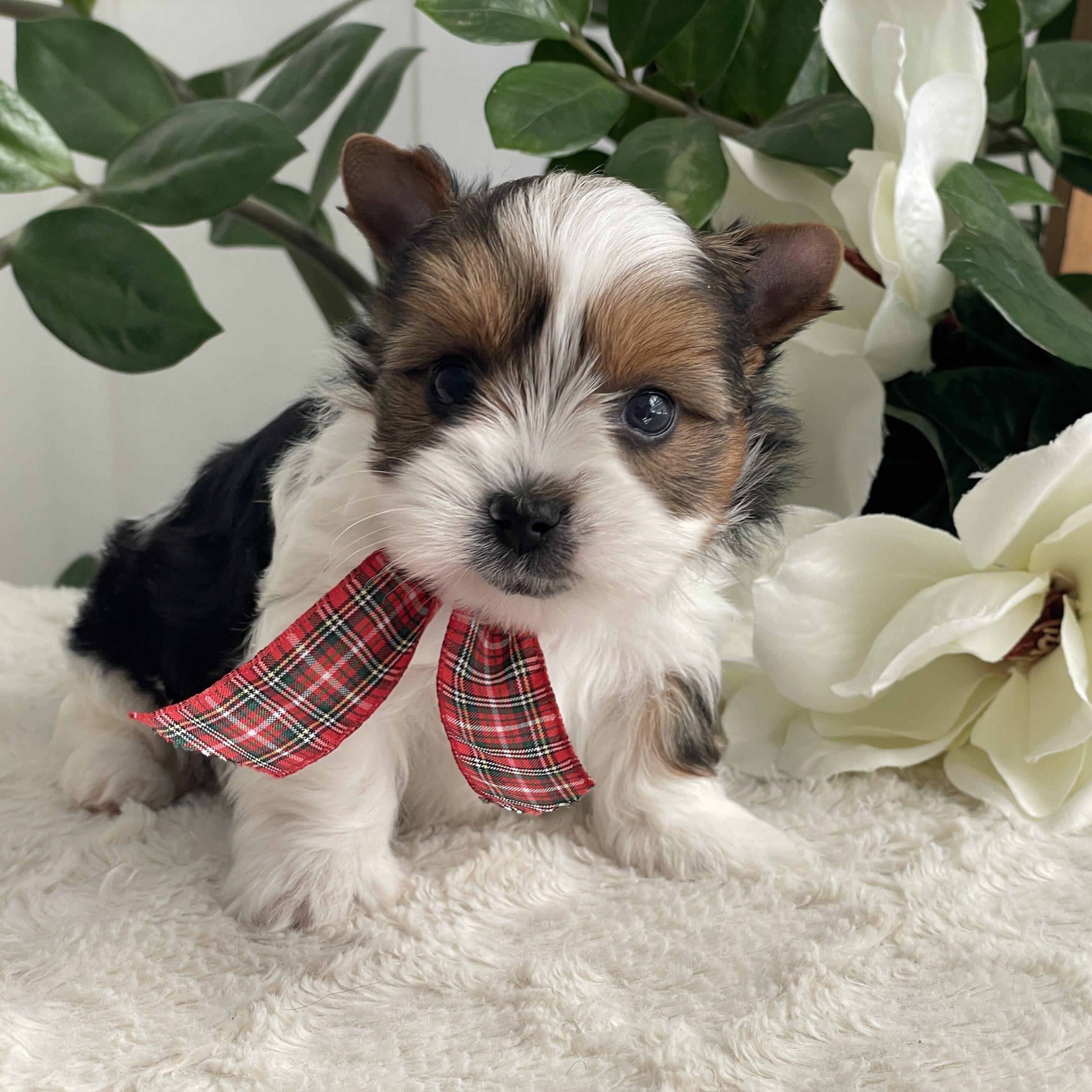 Pippin - Contented Puppies Paradise Pippin - Image 11