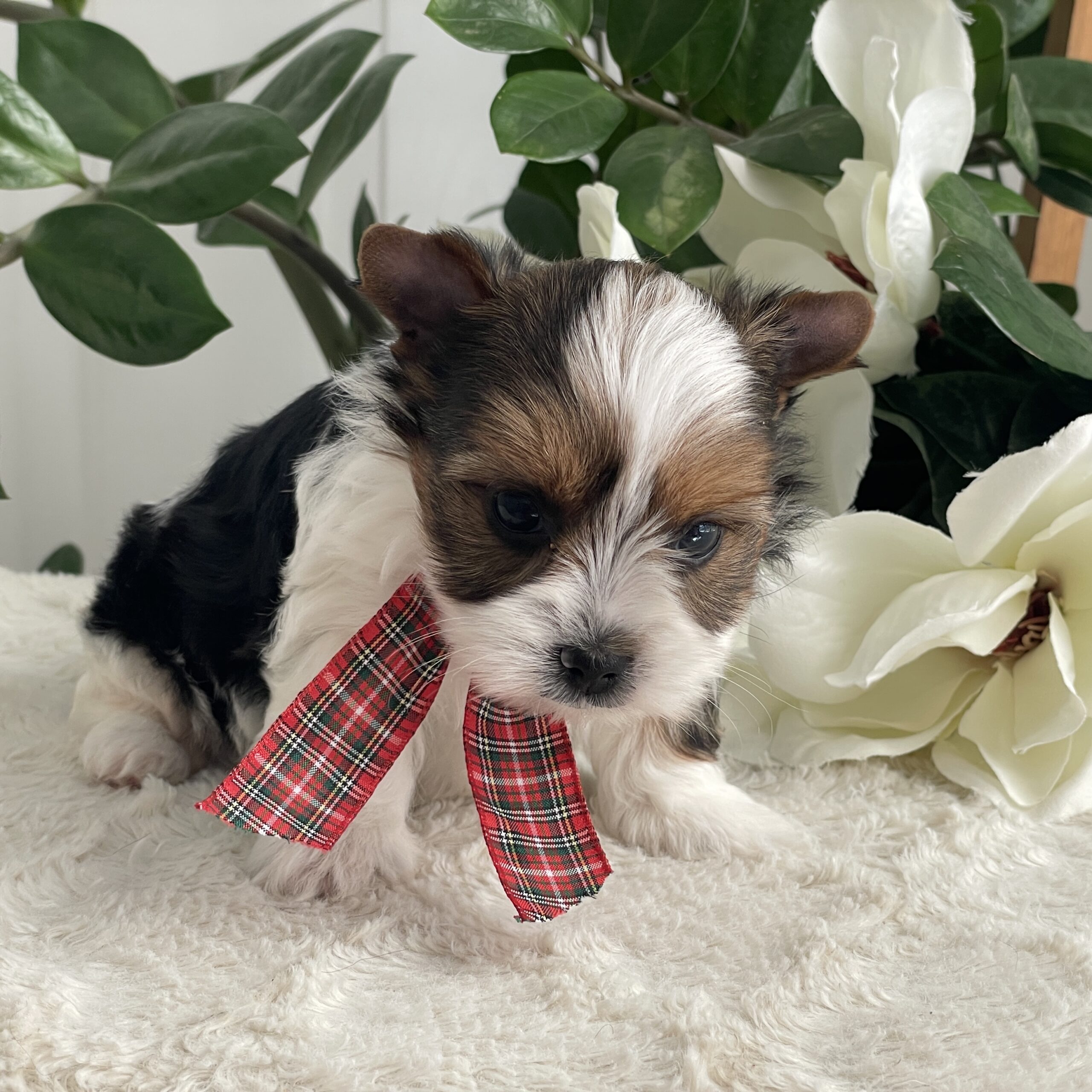 Pippin - Contented Puppies Paradise Pippin - Image 10