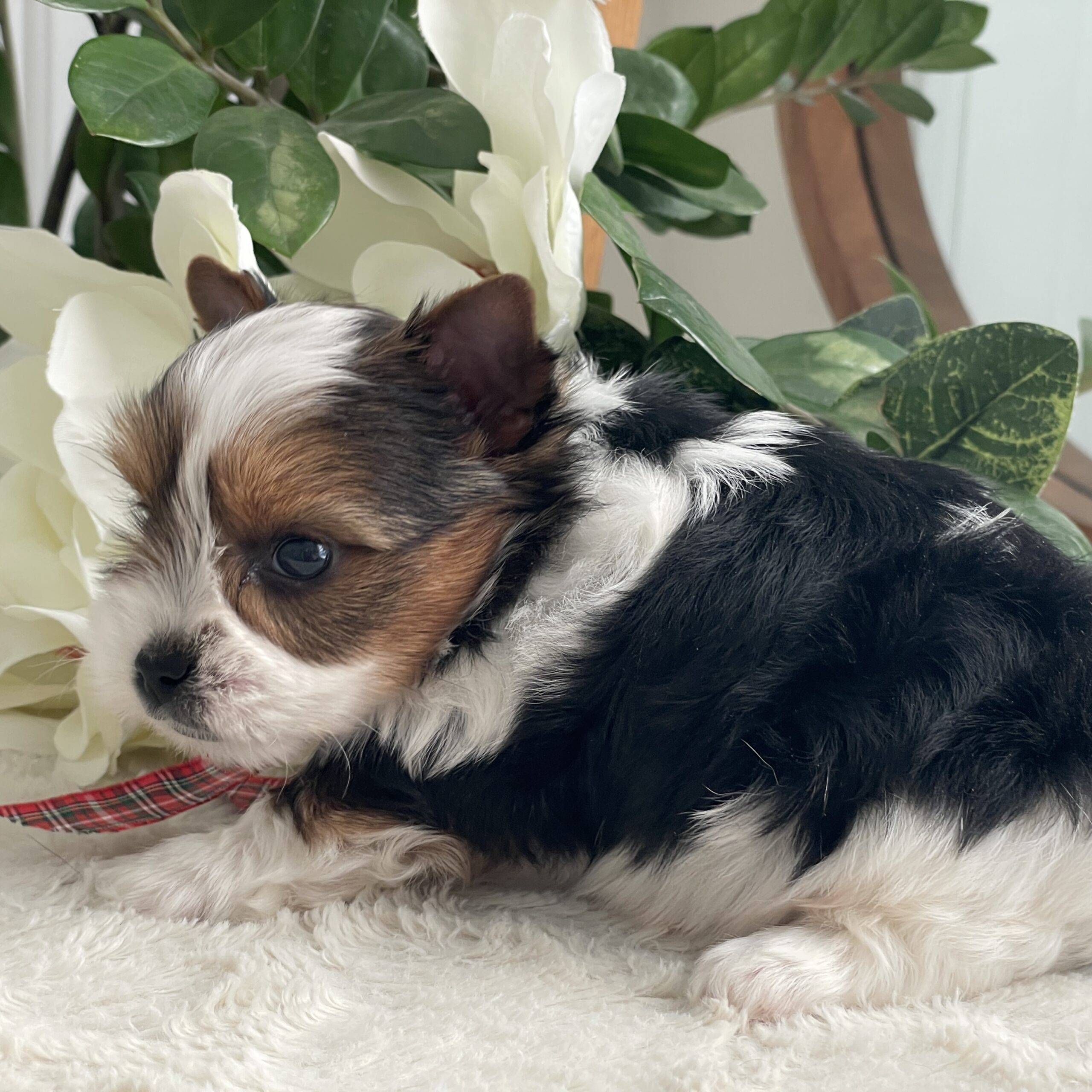 Pippin - Contented Puppies Paradise Pippin - Image 9