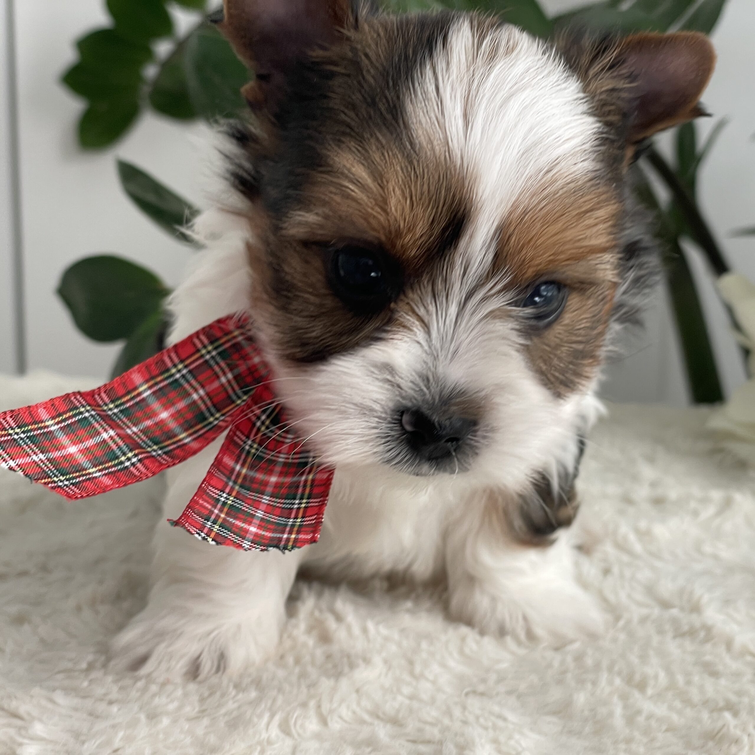 Pippin - Contented Puppies Paradise Pippin - Image 8