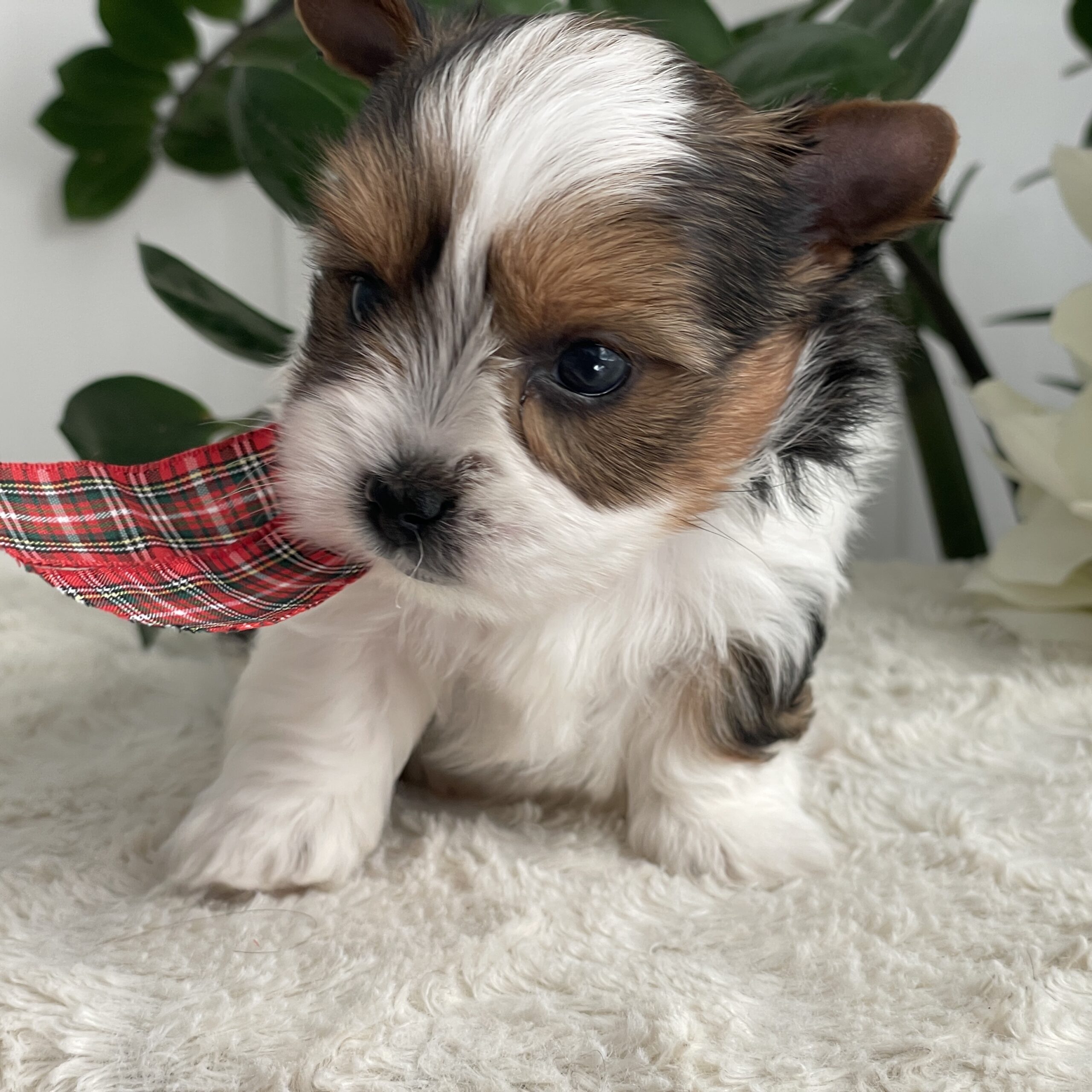 Pippin - Contented Puppies Paradise Pippin - Image 7