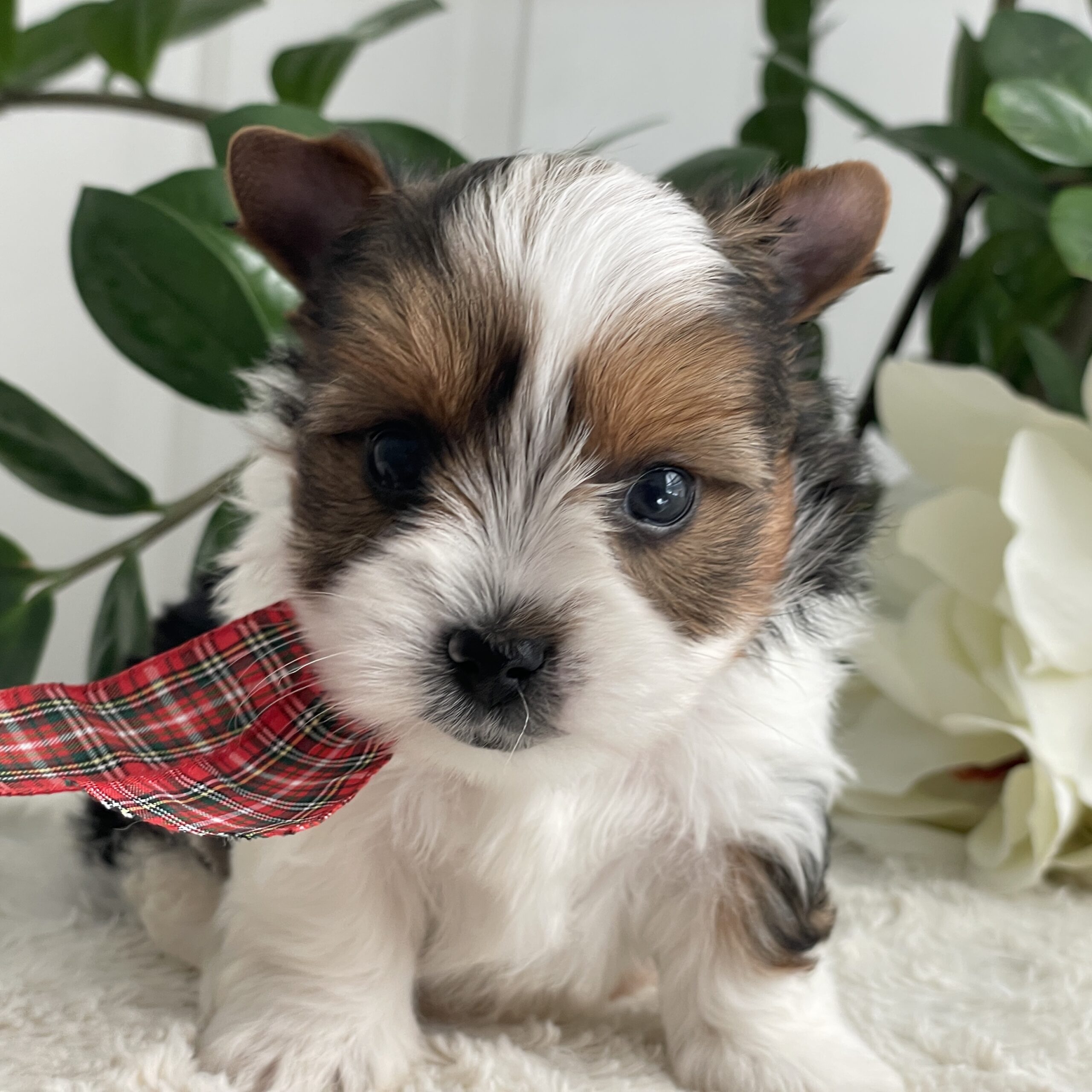 Pippin - Contented Puppies Paradise Pippin